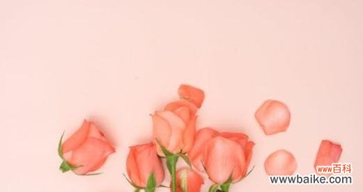 粉色澳洲腊梅的花语有何特别之处？