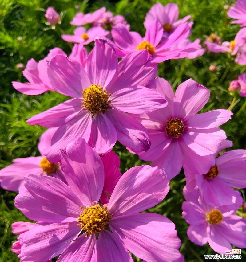 粉色澳洲腊梅的花语有何特别之处？