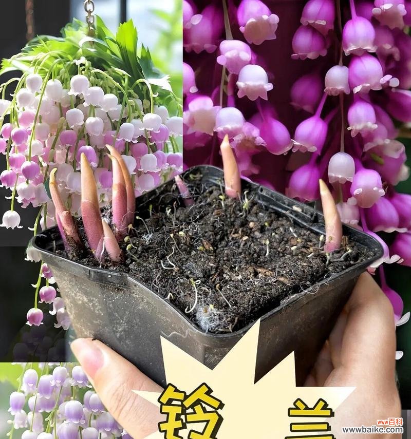 独特的绿植花语有哪些?