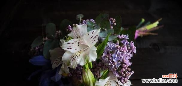 圣诞百合的花语及其传递的祝福 圣诞百合