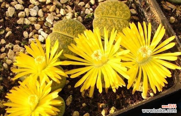 探索生石花的意义和象征性-静美、不变与坚强 生石花花语的含义与解读