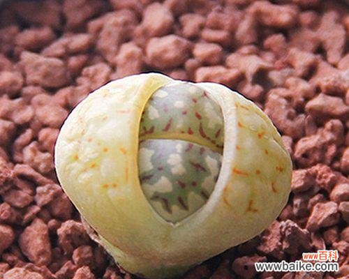 探索生石花的意义和象征性-静美、不变与坚强 生石花花语的含义与解读