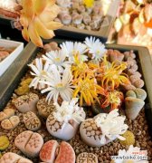 探索生石花的意义和象征性-静美、不变与坚强 生石花花语的含义与解读