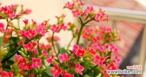 揭示吉利花卉的象征意义及文化传承 中国传统文化中的寓意吉利花卉