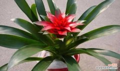 揭示吉利花卉的象征意义及文化传承 中国传统文化中的寓意吉利花卉