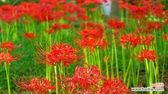 探索尸香魔芋花语的深意 尸香魔芋的花语