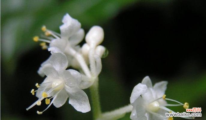 探索尸香魔芋花语的深意 尸香魔芋的花语