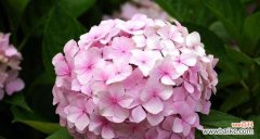 揭秘每个星座的花朵秘语，让你更懂TA 十二星座代表的花语——星座花园