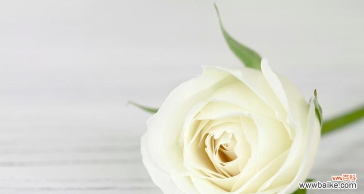 探寻白玫瑰的深层意义与情感 十一朵白玫瑰花语的含义