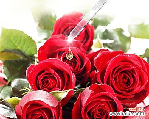 揭示玫瑰花语中的秘密 十四朵玫瑰的象征意义