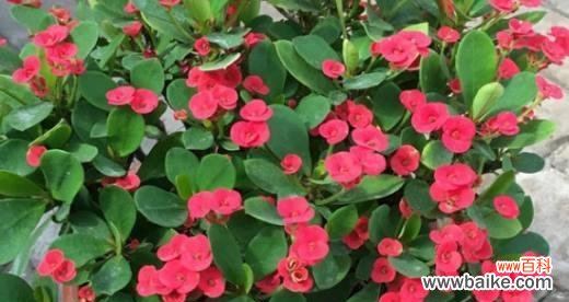 揭秘虎刺梅花的寓意与象征 虎刺梅花