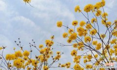 赏析黄花风铃木的花语之美 黄花风铃木的花语之美