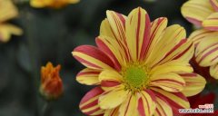 唤起心灵的温暖 黄菊花的花语——秋日的希望