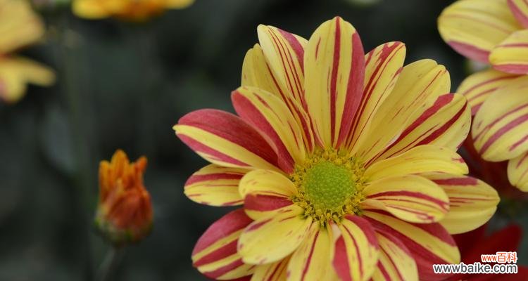 唤起心灵的温暖 黄菊花的花语——秋日的希望