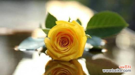 探寻黄玫瑰的花语及其象征意义 黄玫瑰花语的浪漫之旅