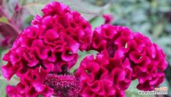 揭开鸡冠花隐藏的心意 鸡冠花的花语与意义