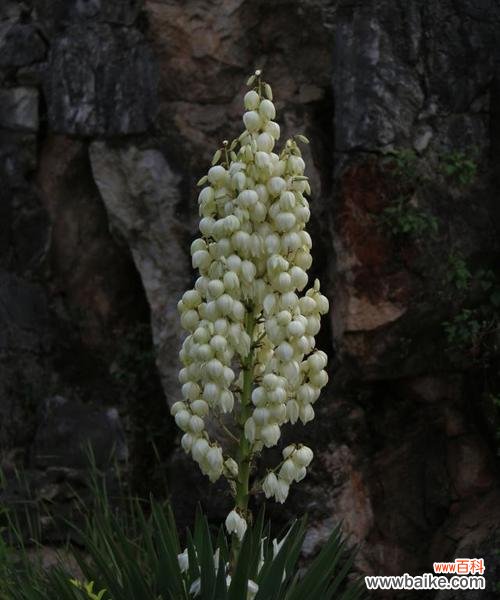 解析剑麻花语的起源 剑麻花语的意义与传承