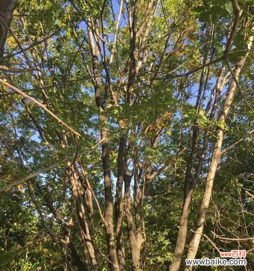 掌握截干苗技术 截干苗技术的应用及意义