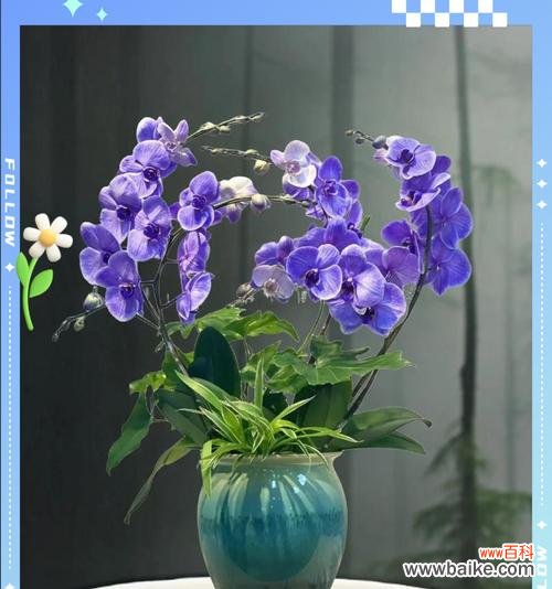 哪种花语代表工作顺利？工作顺利的花语有哪些？