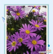 花朵绣球的花语寓意能否传达特别情感？