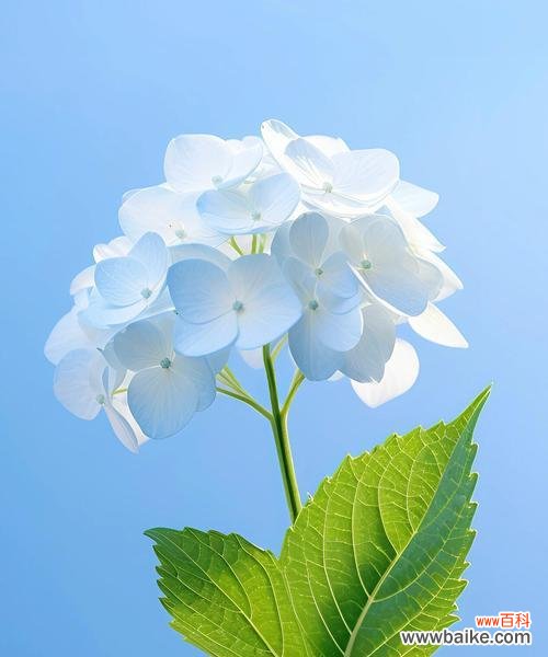 花朵绣球的花语寓意能否传达特别情感？