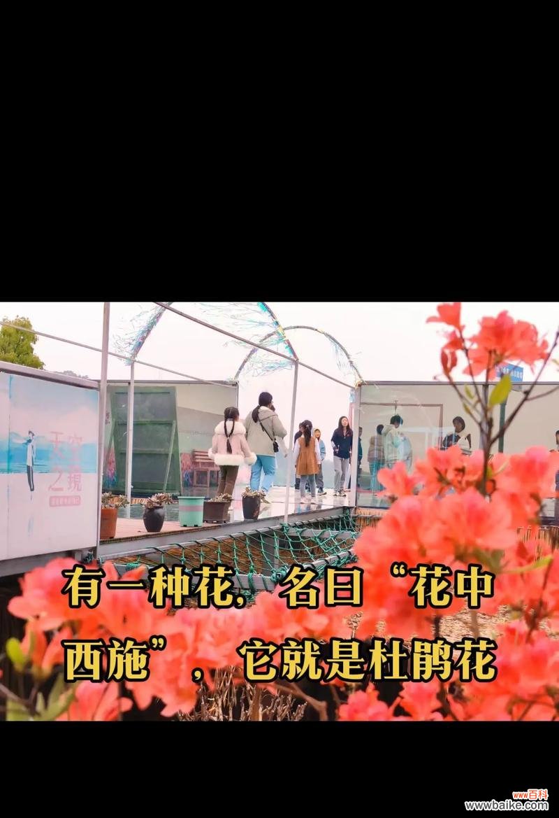 花语山位于哪里？它有什么特别的花语吗？