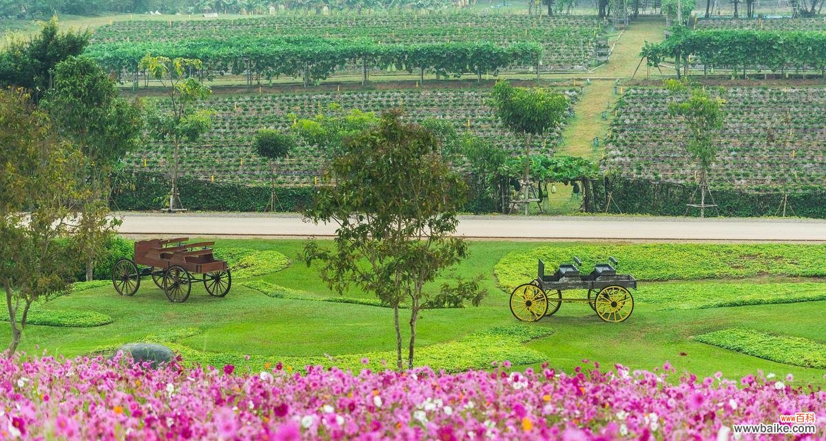 花语山位于哪里？它有什么特别的花语吗？