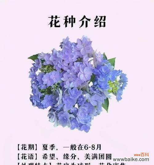 追寻情感的花语通常表达了什么？
