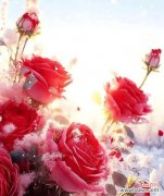 雪中玫瑰的花语有何特别之处？