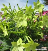 烟的花语和寓意是什么？烟在花语中有何特殊含义？