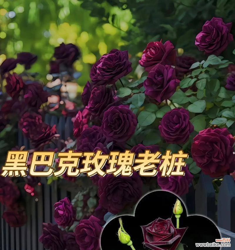 黑暗之花有哪些种类？各自的花语是什么？