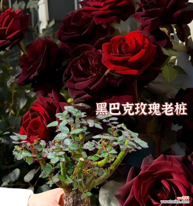 黑暗之花有哪些种类？各自的花语是什么？
