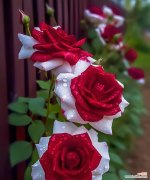 10支双子座玫瑰花的含义是什么？送双子座玫瑰花有何寓意？