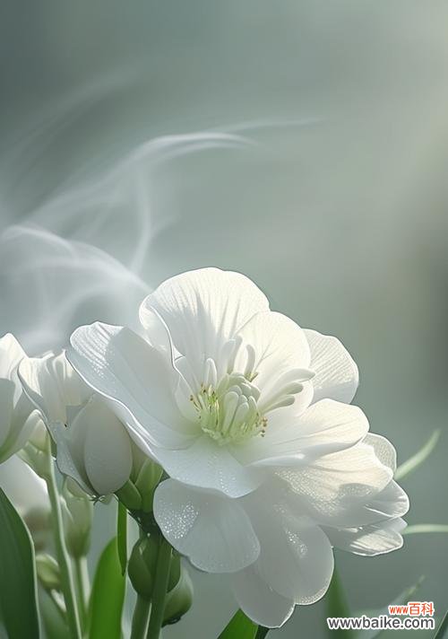 洋桔梗的花语为何被视作纯洁的象征？