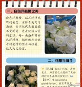 洋桔梗的花语为何被视作纯洁的象征？