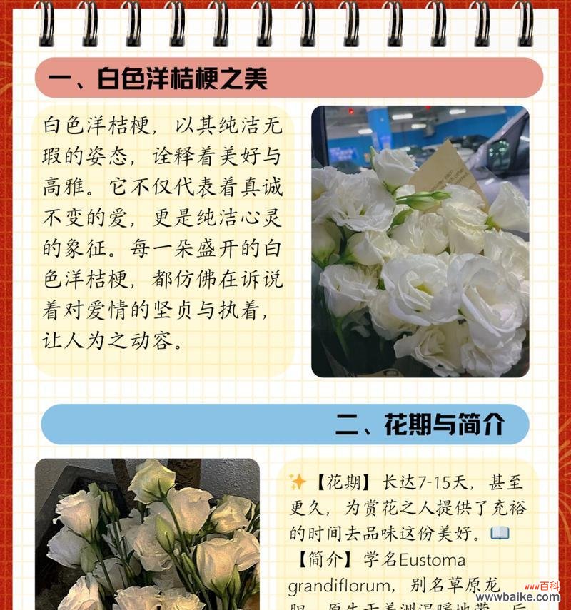 洋桔梗的花语为何被视作纯洁的象征？