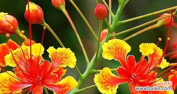 太空主题的花语有哪些含义?