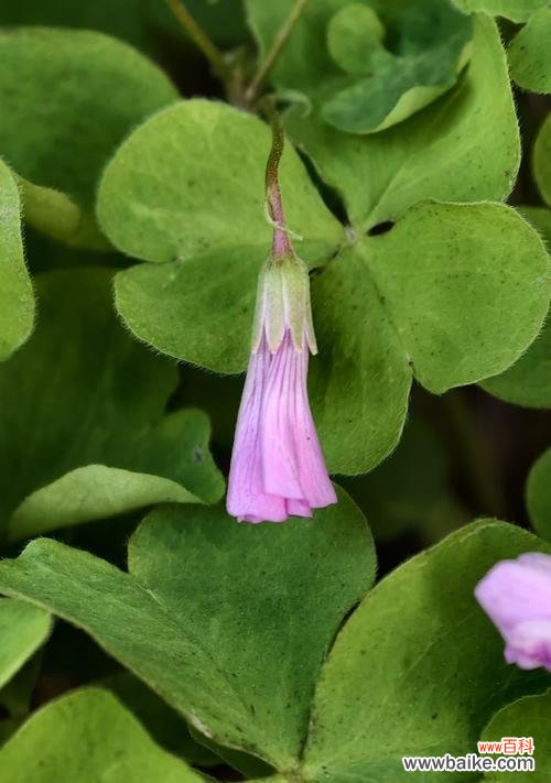 酸浆草的花语有何特别之处?