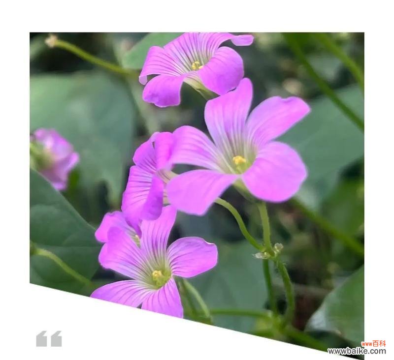 酸浆草的花语有何特别之处?