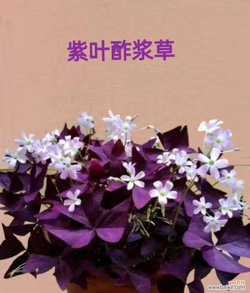 酸浆草的花语有何特别之处?