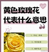 玫瑰蜜桃雪的花语有何含义？它在花语中代表了什么？
