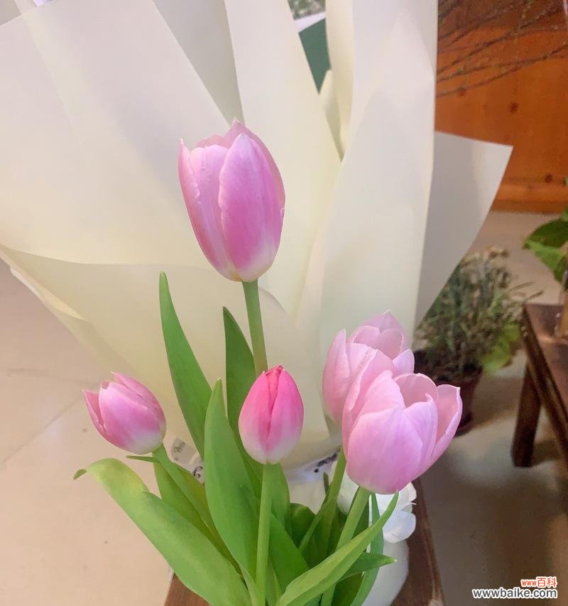 哪种花语代表女性的能干？能干女性的象征花是什么？