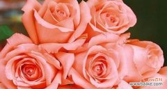 探寻十一朵粉色玫瑰的花语之美 粉色玫瑰花语
