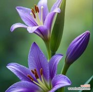 百合花花语三朵代表什么？三朵百合的深层含义是什么？