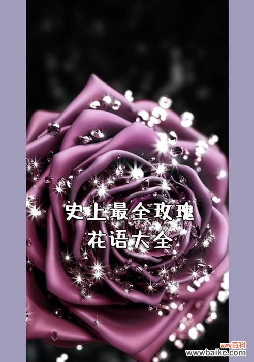 探寻十一朵玫瑰的神秘象征意义 十一朵玫瑰的花语