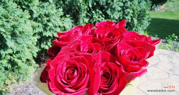 探寻十一朵玫瑰的神秘象征意义 十一朵玫瑰的花语