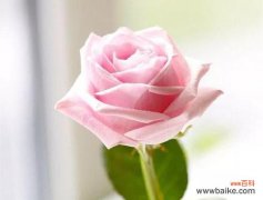 十一朵玫瑰，向你传递我深沉的爱意 十一朵玫瑰的花语