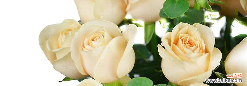 香槟色的玫瑰代表着浪漫与祝福 十一朵香槟玫瑰的花语