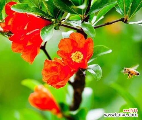 石榴花语 石榴花的美丽与寓意