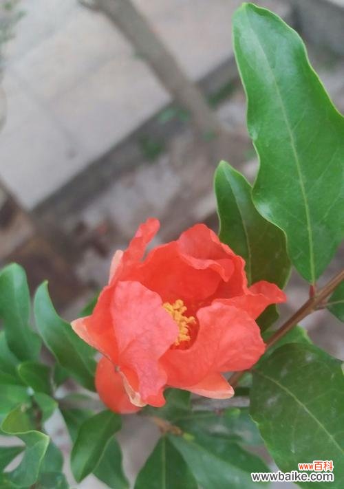 石榴花语 石榴花的美丽与寓意